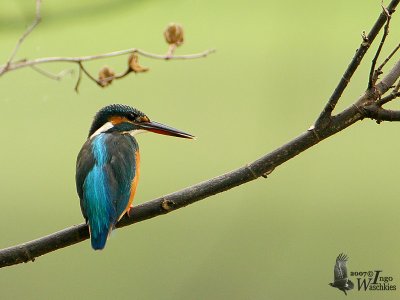 Adult female Common Kingfisher (ssp. bengalensis)