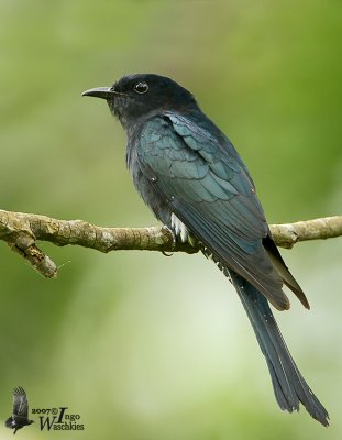 First winter Square-tailed Drongo Cuckoo (ssp. brachyurus)