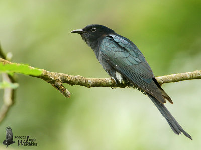 First winter Square-tailed Drongo Cuckoo (ssp. brachyurus)