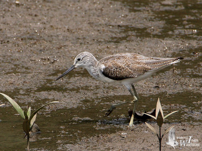 Adult Common Greenshank in non-breeding plumage