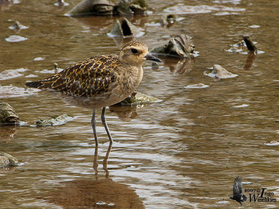 Juvenile Pacific Golden Plover