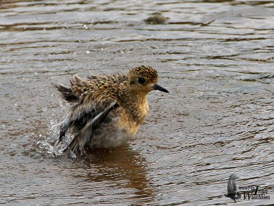 Juvenile Pacific Golden Plover