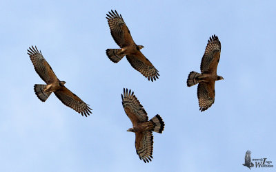 Two rufous morph Crested Honey Buzzards (presumably ssp. orientalis)