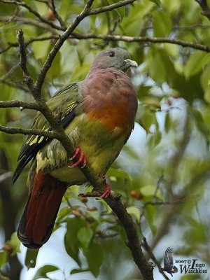 Adult male Pink-necked Green Pigeon