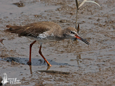 Adult Common Redshank in non-breeding plumage (presumably ssp. eurhina)