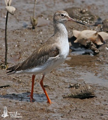 Adult Common Redshank in non-breeding plumage (presumably ssp. eurhina)