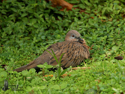 Adult Spotted Dove (ssp. tigrina)