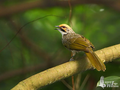 Adult Straw-headed Bulbul