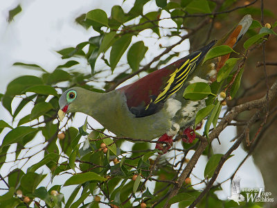 Adult male Thick-billed Green Pigeon (ssp. curvirostra)