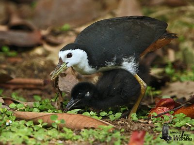 Adult White-breasted Waterhen (ssp. phoenicurus) with chick