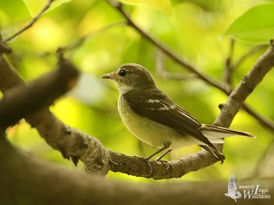 Yellow-rumped Flycatcher (Ficedula zanthopygia)