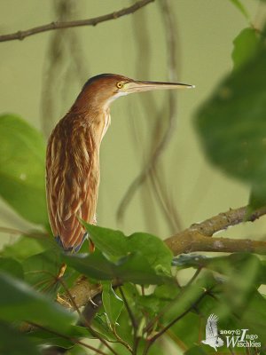 Immature Yellow Bittern