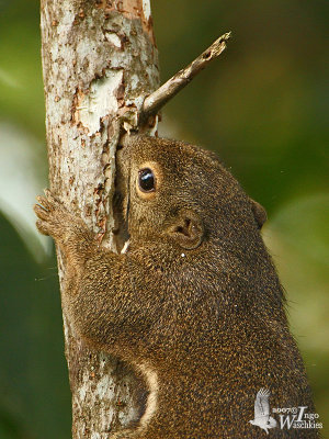 Plantain Squirrel (Callosciurus notatus)