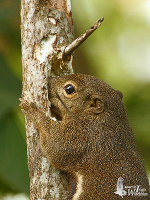 Plantain Squirrel (Callosciurus notatus)