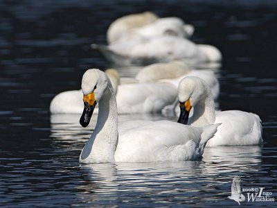 Adult Tundra Swan (ssp. bewickii)