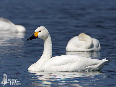 Adult Tundra Swan (ssp. bewickii)