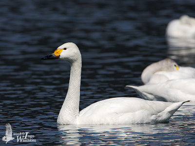 Adult Tundra Swan (ssp. <em>bewickii</em>)