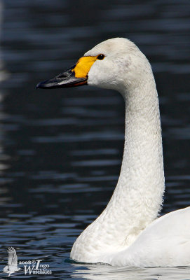 Adult Tundra Swan (ssp. bewickii)