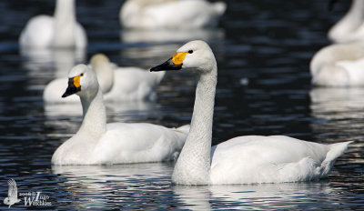 Adult Tundra Swan (ssp. bewickii)