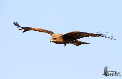 Adult Black Kite (ssp. lineatus, Black-eared Kite)