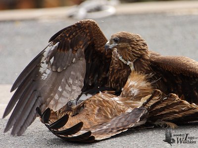 Immature Black Kites (ssp. lineatus, Black-eared Kite)