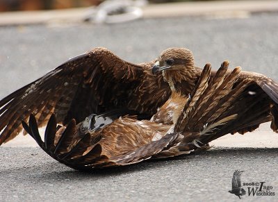 Immature Black Kites (ssp. lineatus, Black-eared Kite)