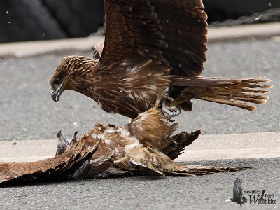 Immature Black Kites (ssp. lineatus, Black-eared Kite)