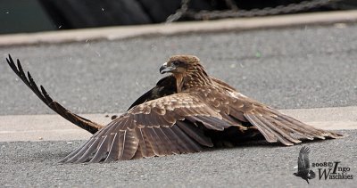 Immature Black Kites (ssp. lineatus, Black-eared Kite)