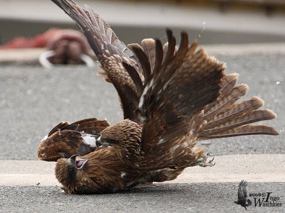 Immature Black Kites (ssp. lineatus, Black-eared Kite)