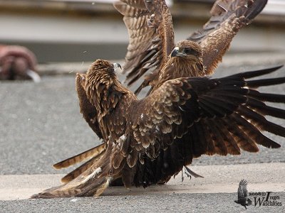 Immature Black Kites (ssp. lineatus, Black-eared Kite)