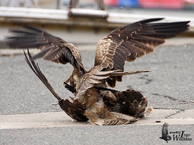 Immature Black Kites (ssp. lineatus, Black-eared Kite)