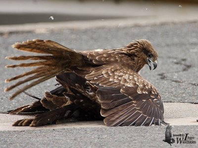 Immature Black Kites (ssp. lineatus, Black-eared Kite)