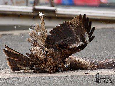 Immature Black Kites (ssp. lineatus, Black-eared Kite)