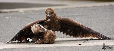 Immature Black Kites (ssp. lineatus, Black-eared Kite)