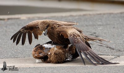 Immature Black Kites (ssp. lineatus, Black-eared Kite)