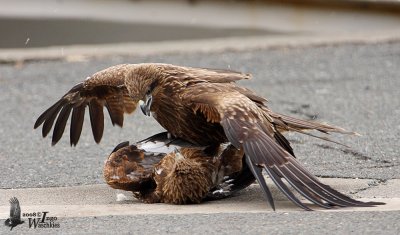 Immature Black Kites (ssp. lineatus, Black-eared Kite)