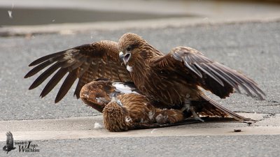 Immature Black Kites (ssp. lineatus, Black-eared Kite)