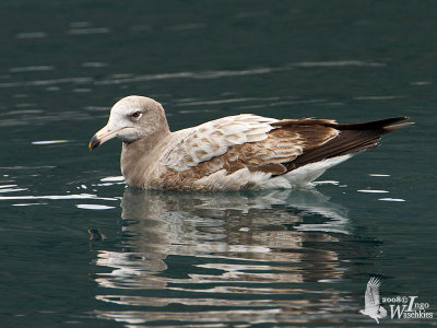 Juvenile Black-tailed Gull