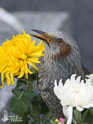 Brown-eared Bulbul