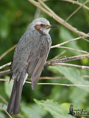 Brown-eared Bulbul