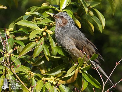 Brown-eared Bulbul