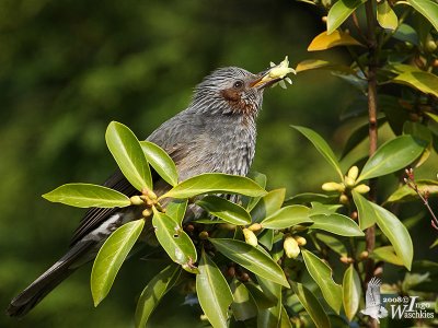 Brown-eared Bulbul