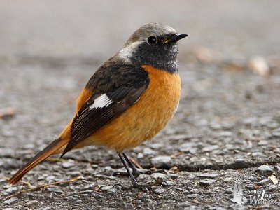 Male Daurian Redstart