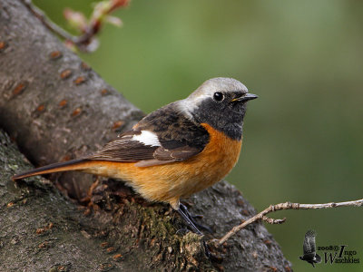 Male Daurian Redstart