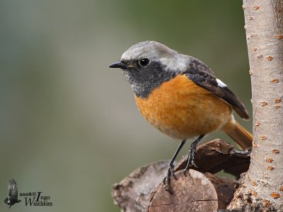 Male Daurian Redstart