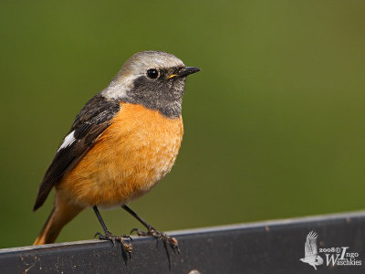 Male Daurian Redstart