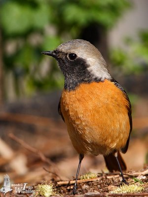 Male Daurian Redstart