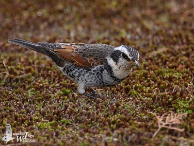 Dusky Thrush