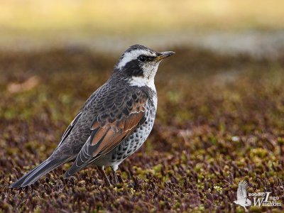 Dusky Thrush