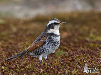 Dusky Thrush